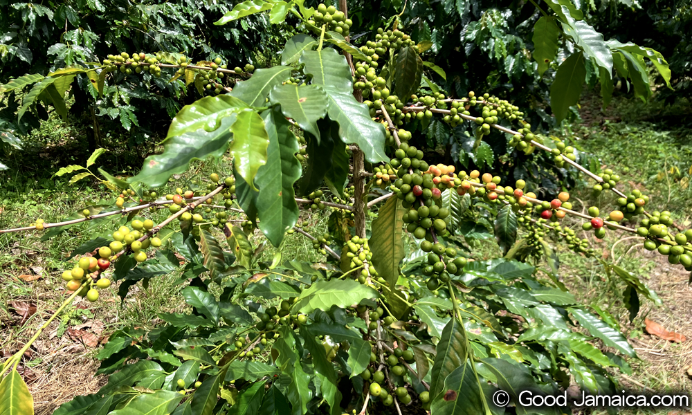 UCCブルーマウンテンコーヒー・クレイトンエステート（UCC Blue Mountain Coffee Craighton Estate）