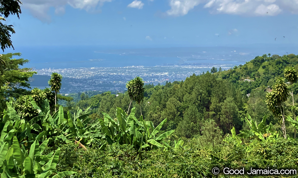 UCCブルーマウンテンコーヒー・クレイトンエステート（UCC Blue Mountain Coffee Craighton Estate）