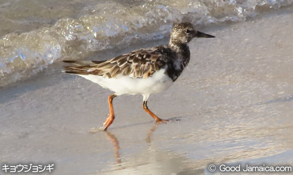 キョウジョシギ　Arenaria interpres