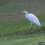 アマサギ　Bubulcus ibis