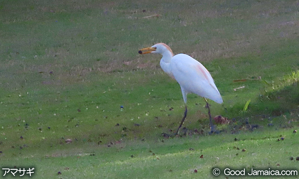 アマサギ　Bubulcus ibis