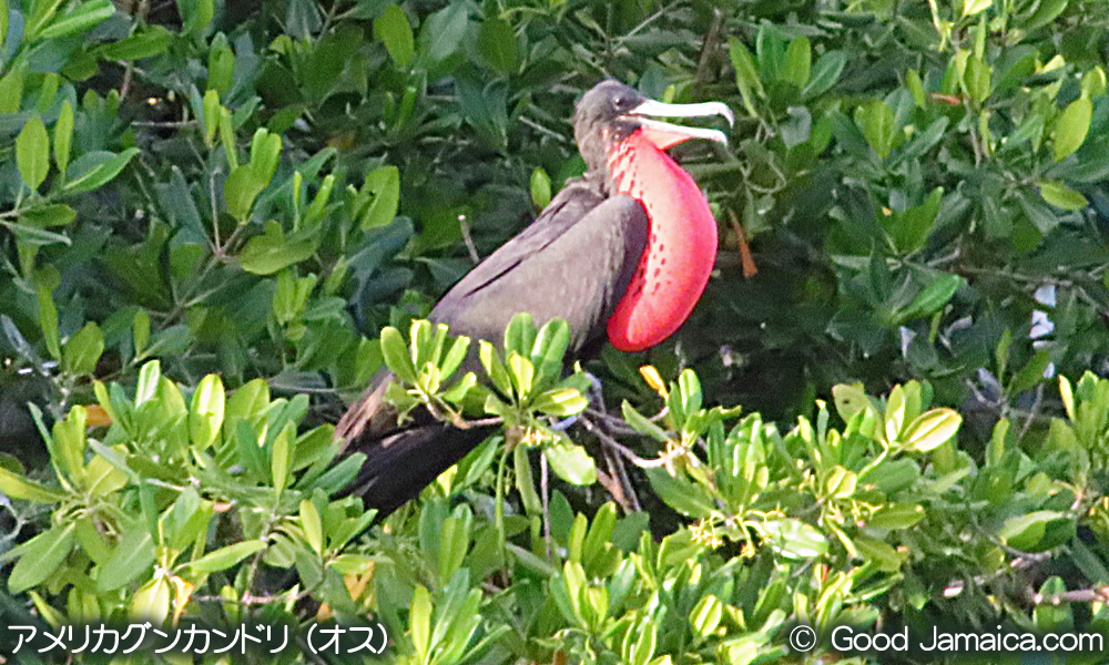 アメリカグンカンドリ　Fregata magnificens