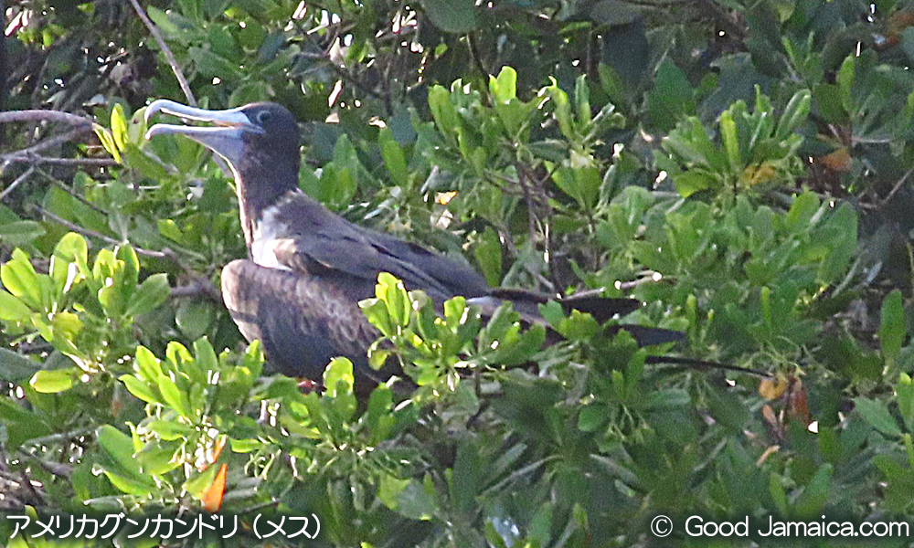 アメリカグンカンドリ　Fregata magnificens