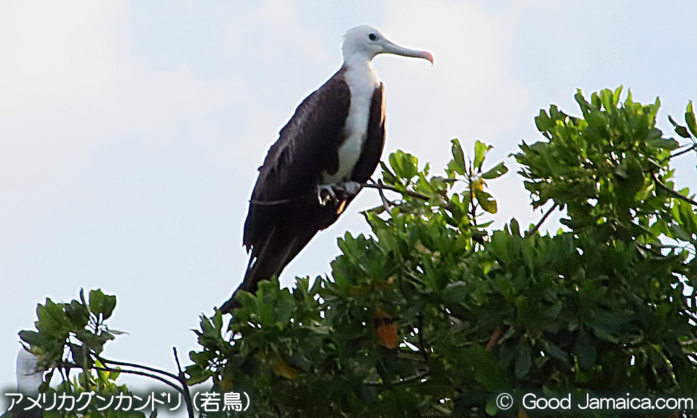 アメリカグンカンドリ　Fregata magnificens