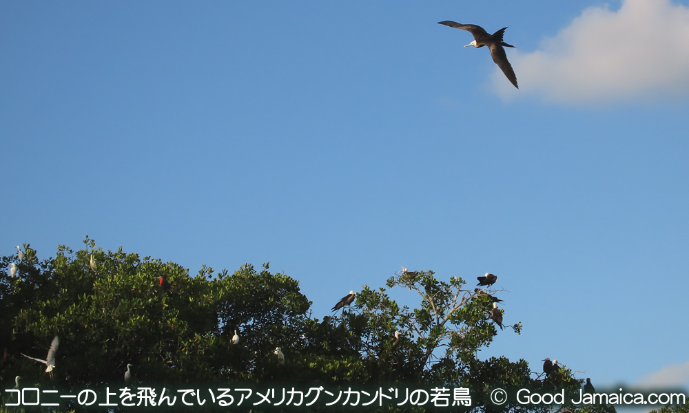 アメリカグンカンドリ　Fregata magnificens