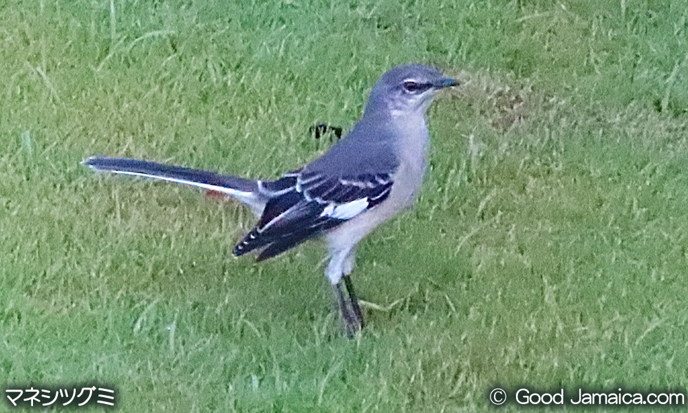 マネシツグミ　Mimus polyglottos