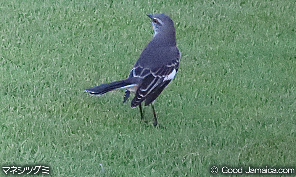 マネシツグミ　Mimus polyglottos