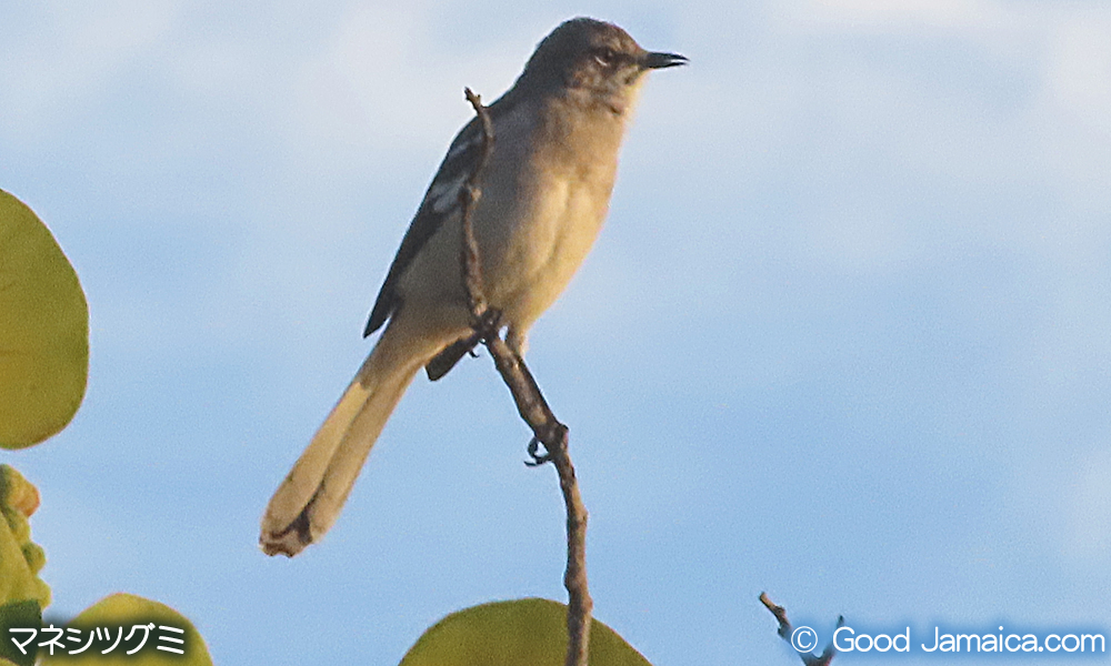 マネシツグミ　Mimus polyglottos