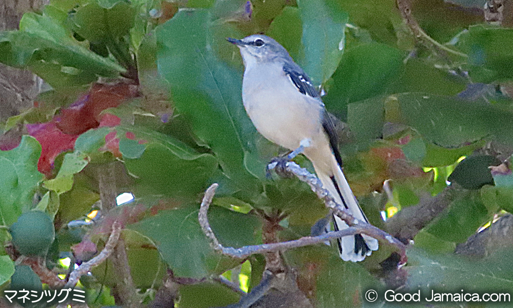 マネシツグミ　Mimus polyglottos