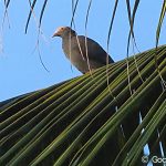 シロボウシバト　Patagioenas leucocephala