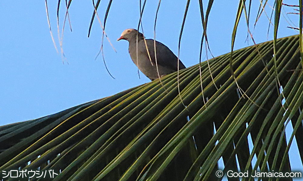 シロボウシバト　Patagioenas leucocephala