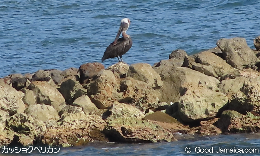 カッショクペリカン Pelecanus occidentalis