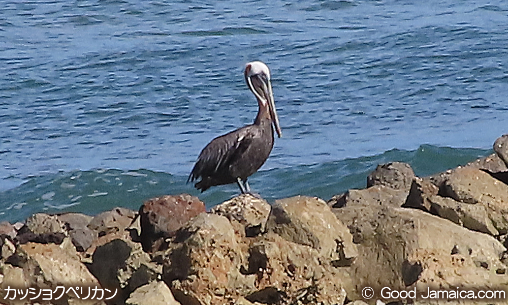 カッショクペリカン Pelecanus occidentalis