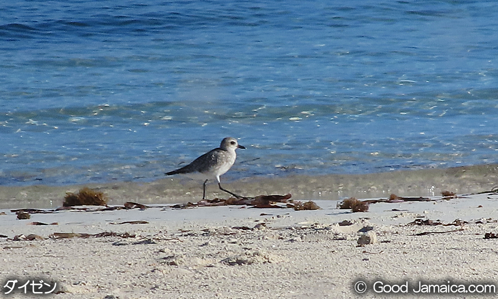 ダイゼン　Pluvialis squatarola