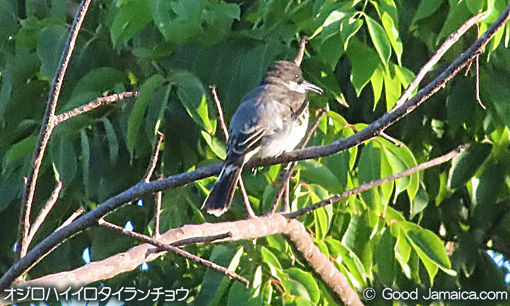 オジロハイイロタイランチョウ　Tyrannus caudifasciatus