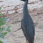 ミノゴイ Yellow-crowned Night Heron