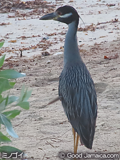 ミノゴイ Yellow-crowned Night Heron