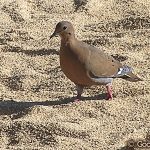 シマハジロバト　Zenaida aurita