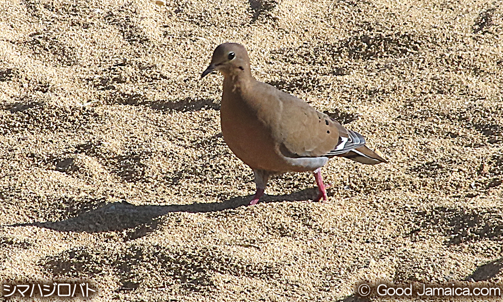 シマハジロバト　Zenaida aurita