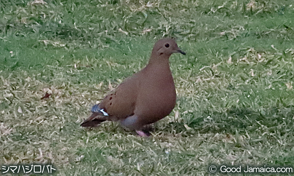 シマハジロバト　Zenaida aurita