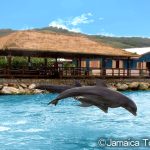 ドルフィンコーブ モンテゴ・ベイ　Dolphin Cove Montego Bay