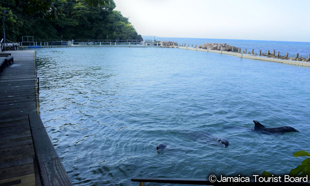 ドルフィンコーブ オーチョ・リオス　Dolphin Cove Ocho Rios